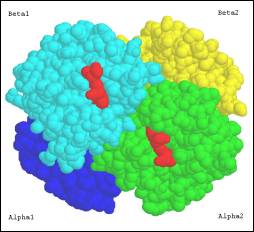 Molecule: Avian Oxy Haemoglobin (bar-headed goose, Anser indicus)