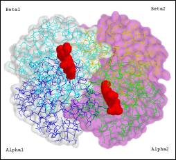 Molecule: Avian Oxy Haemoglobin (bar-headed goose, Anser indicus)