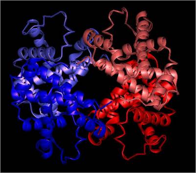 Cartoon showing the tetrameric structure of Avian Haemoglobin