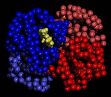 Oxy Haemoglobin (Haem group shown)