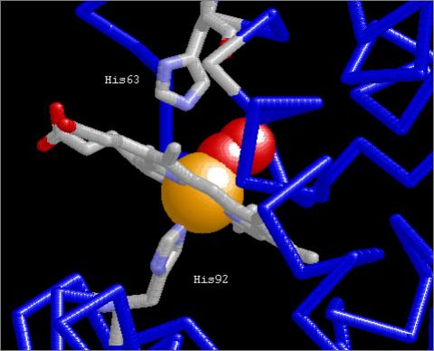 His92 makes contact with Haem Fe