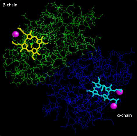 Water molecules coordinated with haem groups